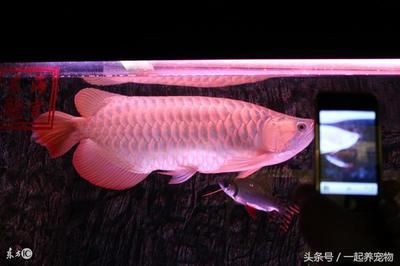 龍魚知識網站官網入口：關于龍魚的知識網站