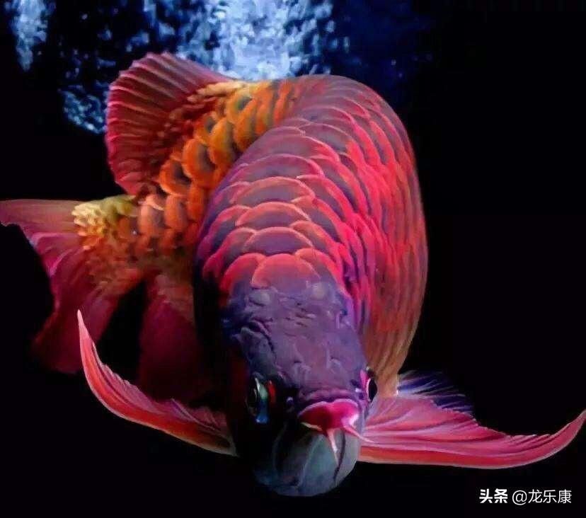 龍魚知識網站官網入口：關于龍魚的知識網站