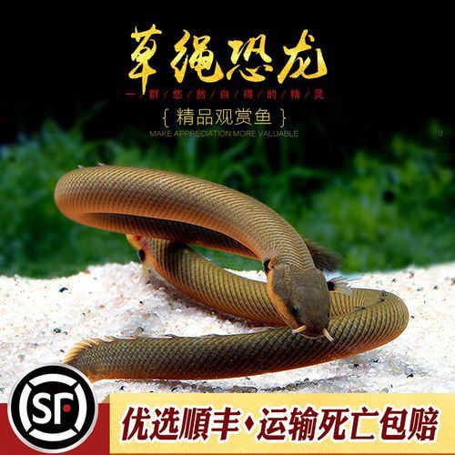 虎斑恐龍魚繁殖方法圖解大全集