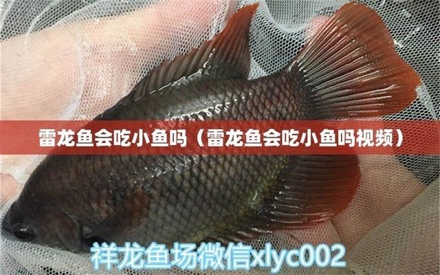 雷龍魚吃小魚嗎會死嗎（雷龍魚吃小魚會死亡嗎）