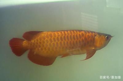 龍魚(yú)溫度24（龍魚(yú)水溫多少攝氏度）