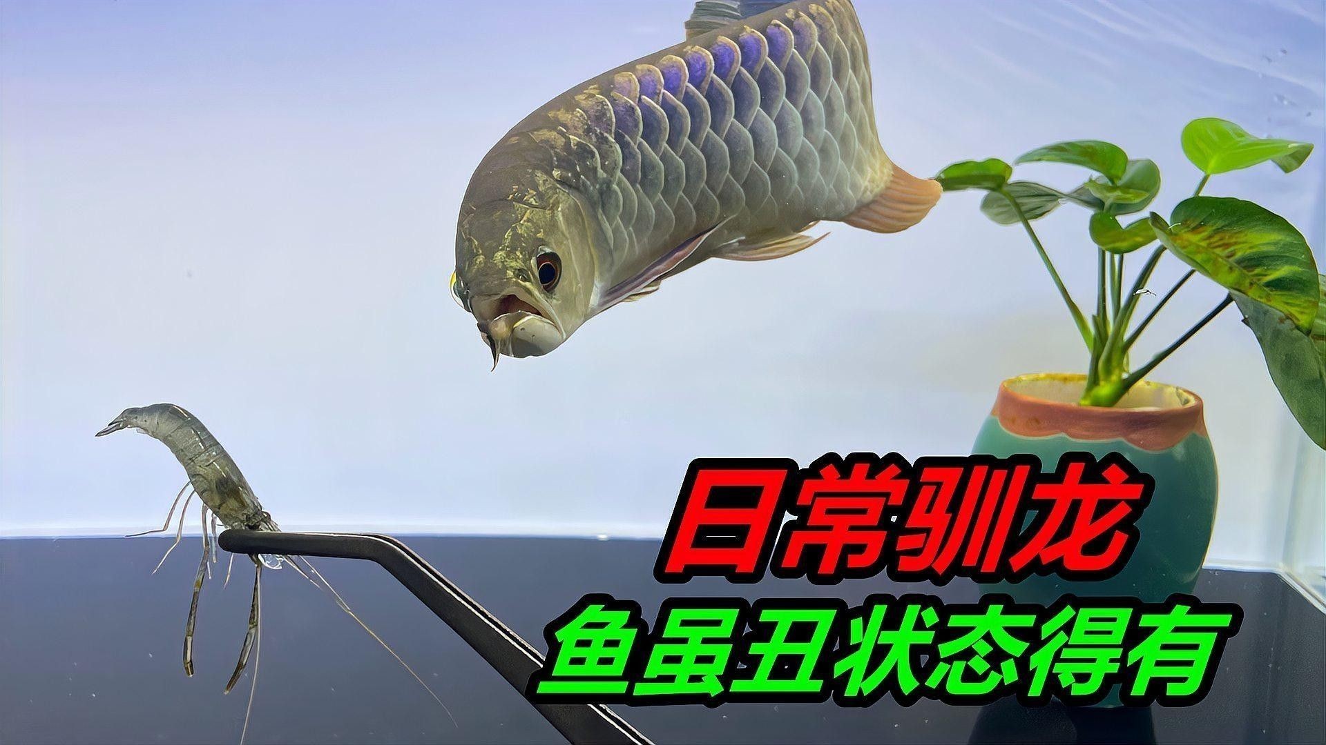 金龍魚(yú)觀(guān)賞魚(yú)的市場(chǎng)價(jià)格如何？