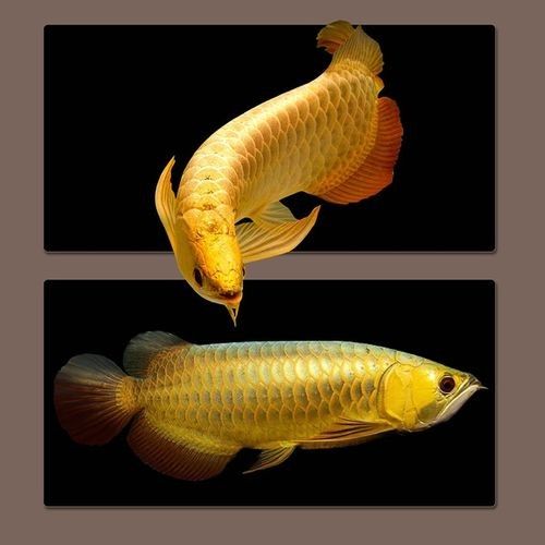 金龍魚(yú)觀(guān)賞魚(yú)的市場(chǎng)價(jià)格如何？