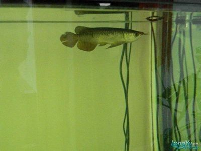 龍魚水霉病用什么藥治療好：治療龍魚水霉病的方法