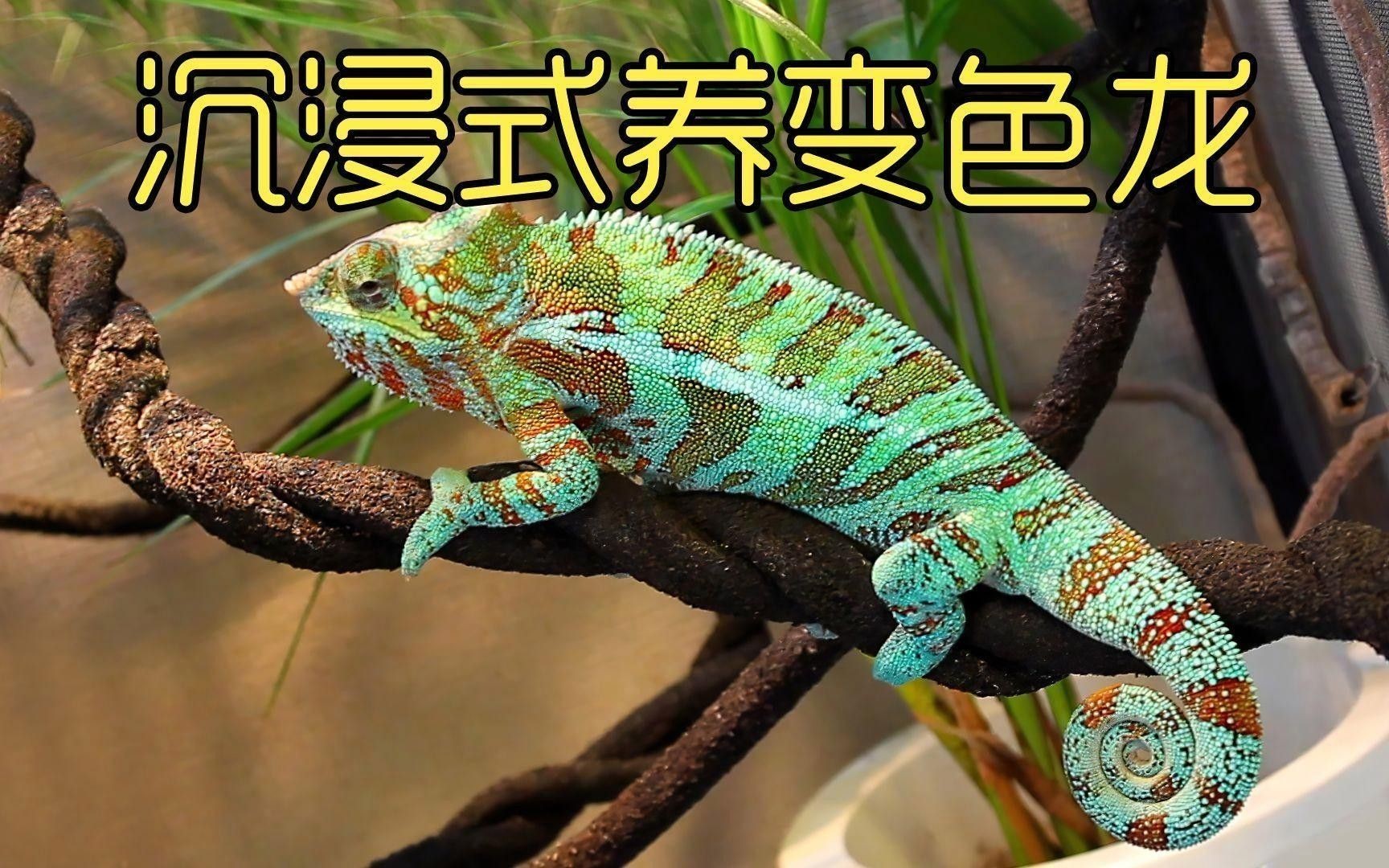 橙紅龍和紅龍哪個更適合新手？