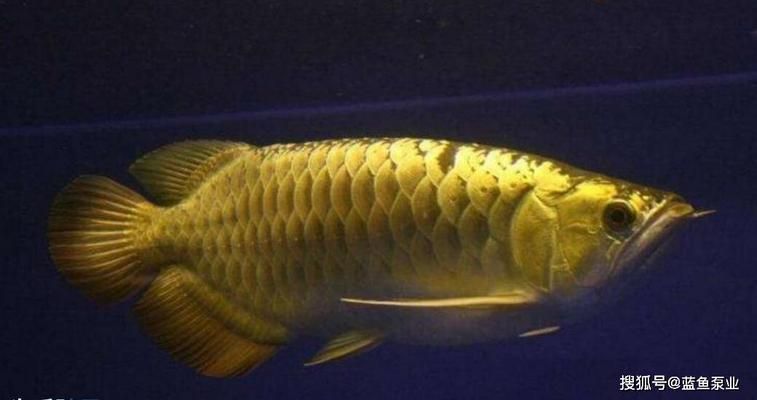 青龍魚跟金龍怎么區分，青龍魚與金龍魚的區別