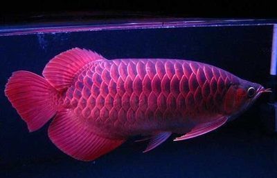 龍魚火焰尾好（如何鑒別高品質火焰尾龍魚）