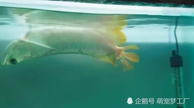 龍魚肚皮發白沒有金色：龍魚肚皮發白且缺乏金色
