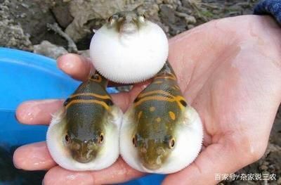 觀賞紅龍魚能吃嗎有毒嗎：紅龍魚的飼養技術