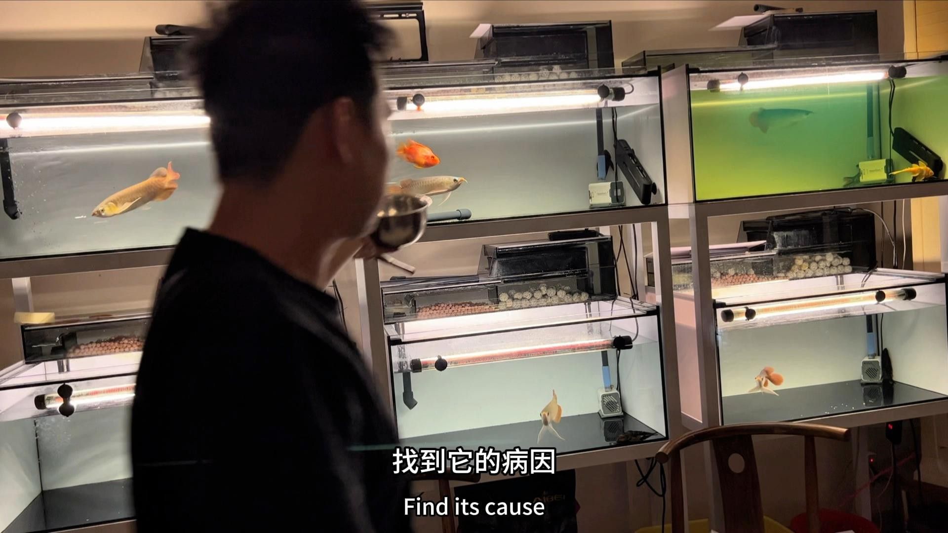龍魚不吃食會自愈嗎？