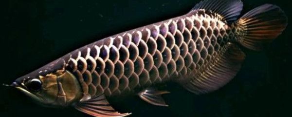 龍魚咬人要警惕什么：如何正確處理龍魚咬傷