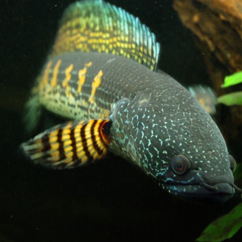 龍魚(yú)眼睛白色斑點(diǎn)：龍魚(yú)眼睛上的白色斑點(diǎn)可能是由于以下幾個(gè)原因