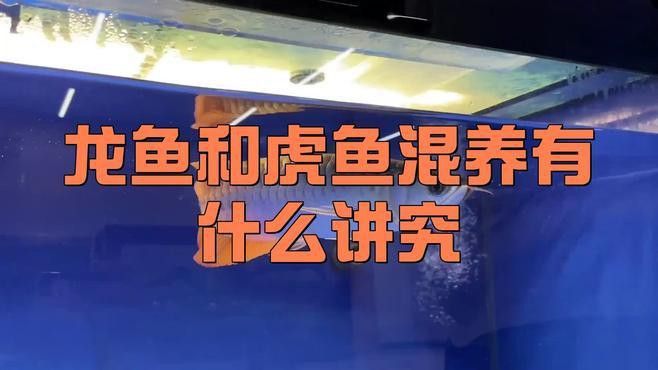 虎魚跟龍魚可以混養(yǎng)嗎圖片欣賞