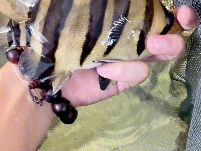 虎魚跟龍魚可以混養(yǎng)嗎圖片欣賞
