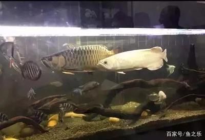 龍魚老躲在角落里：如何判斷龍魚是否健康，龍魚適應新環境的時間