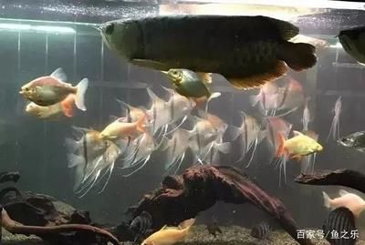 龍魚老躲在角落里：如何判斷龍魚是否健康，龍魚適應新環境的時間