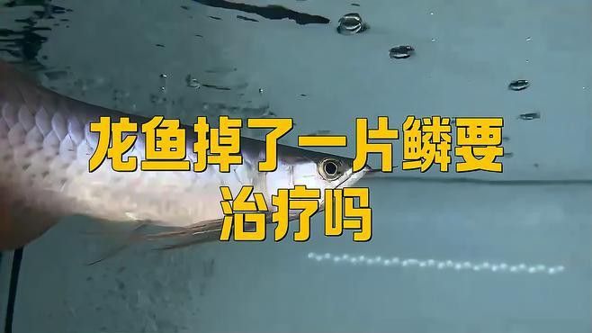 金龍魚背上鱗片掉了怎么辦