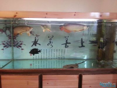 和金龍魚混養有哪些龜：烏龜與金龍魚混養有哪些因素需要考慮豬鼻龜和金龍魚混養