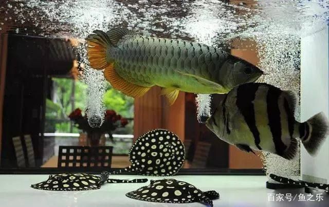 和金龍魚混養有哪些龜：烏龜與金龍魚混養有哪些因素需要考慮豬鼻龜和金龍魚混養