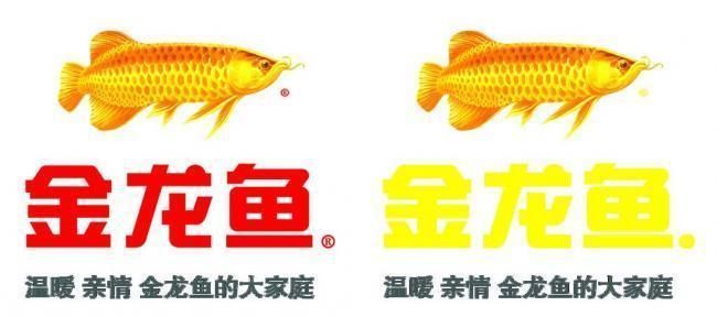 金龍魚的圖像，金龍魚圖像鑒賞