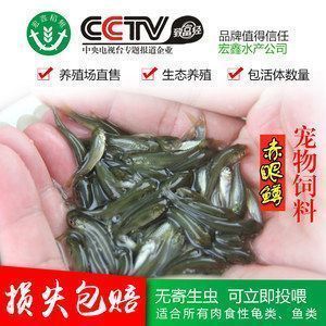 龍魚主食（龍魚的主食是什么？）