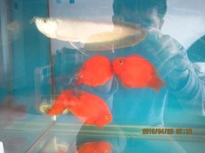 龍魚和鸚鵡打架怎么辦：龍魚和鸚鵡魚打架怎么辦