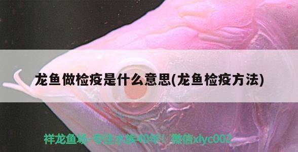 龍魚驅蟲和檢疫有關系嗎：如何判斷龍魚是否需要驅蟲