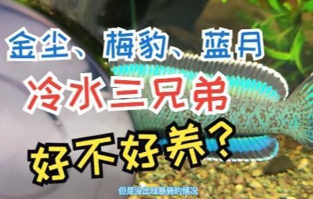 金塵雷龍難養嗎 金塵雷龍難養嗎 龍魚百科 第8張