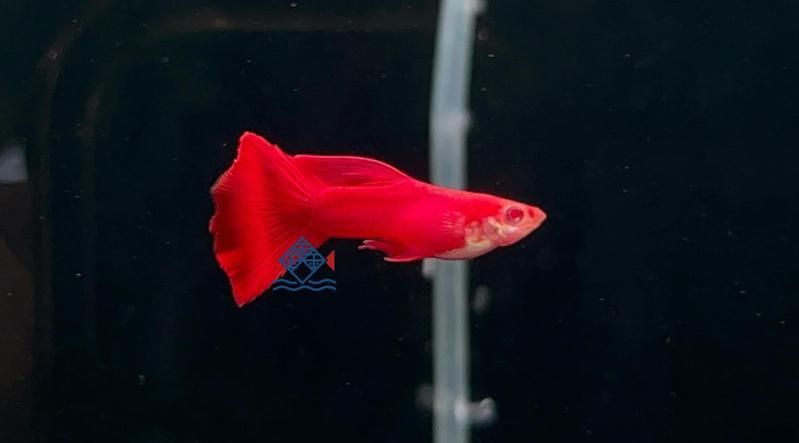孔雀魚藍龍和紅龍區別