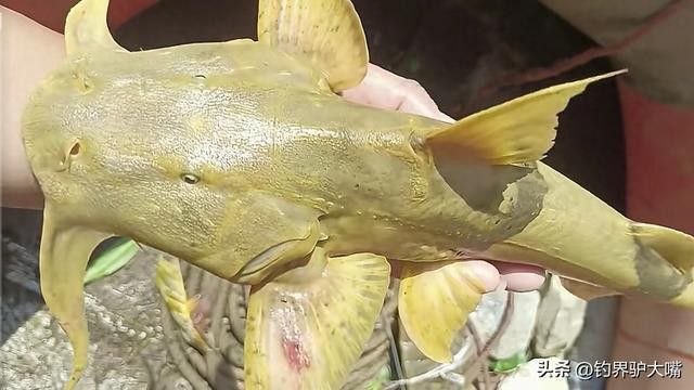 瀾滄江龍魚是什么魚種類