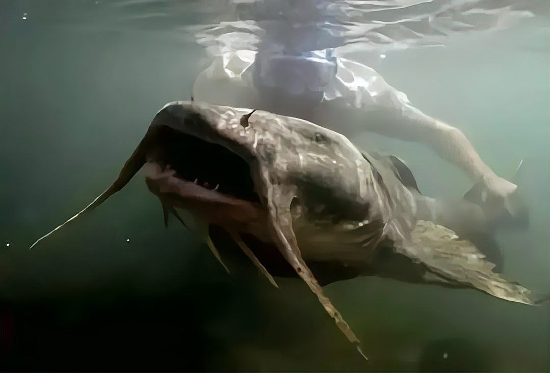 瀾滄江龍魚是什么魚種類