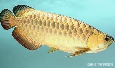 龍魚(yú)爛鰭怎么治療：龍魚(yú)爛鰭手術(shù)操作步驟分析龍魚(yú)爛鰭中藥配方