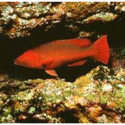 紅眼恐龍魚能長多大