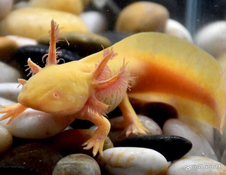 紅眼恐龍魚能長多大