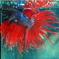 買龍魚到哪個平臺
