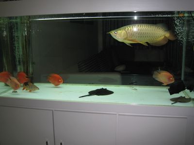 古典金龍魚的飼養條件（飼養古典金龍魚的主要條件）