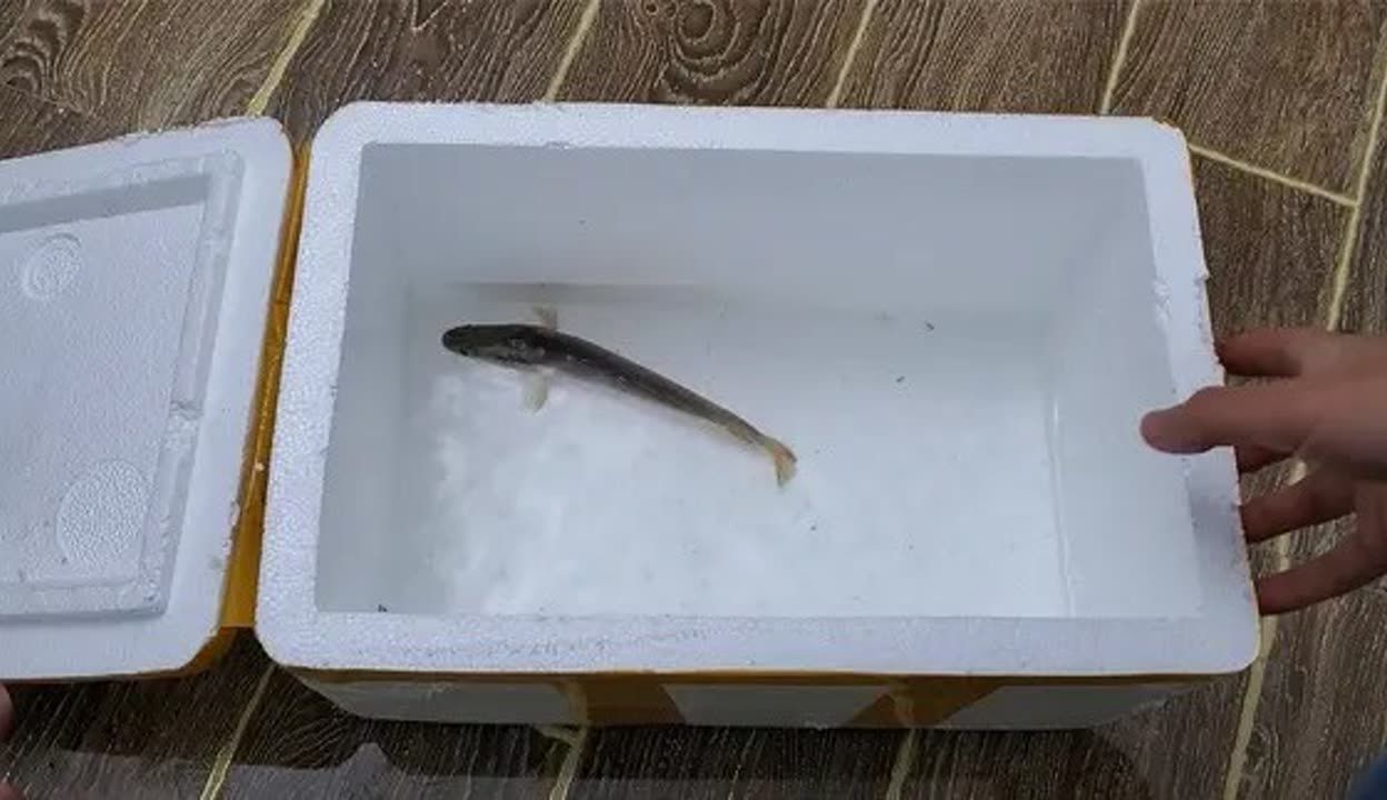 雷龍魚長度怎么測量，如何測量雷龍魚的體長