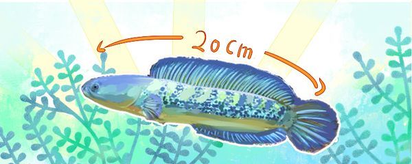 雷龍魚長度怎么測量，如何測量雷龍魚的體長