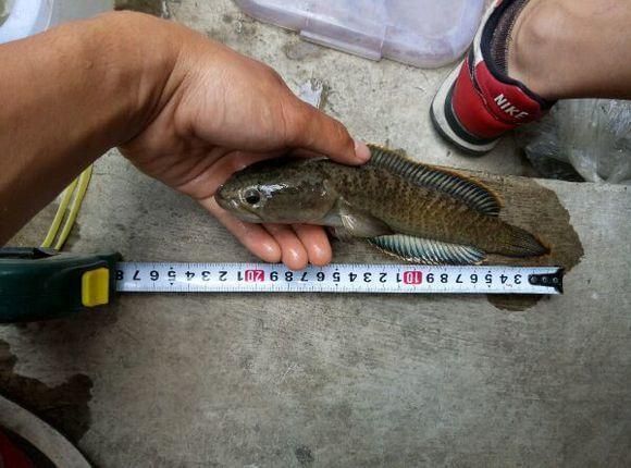 雷龍魚長度怎么測量，如何測量雷龍魚的體長