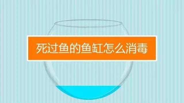 龍魚死亡后如何清理魚缸？