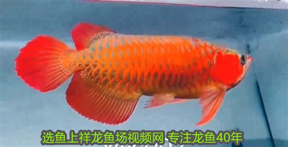 印尼紅辣椒龍魚價格表大全：印尼紅辣椒龍魚價格表，市場行情與選購指南