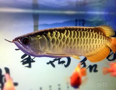 金龍魚成長期是幾年的：金龍魚生長速度最快一年可以增長15-20厘米