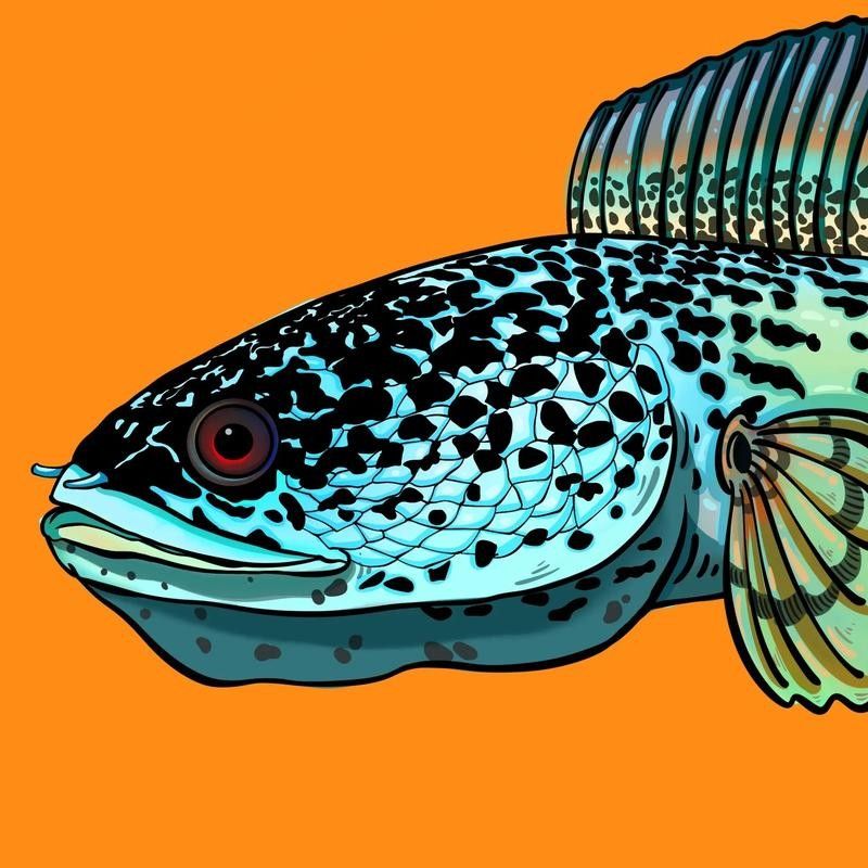 雷龍魚圖畫