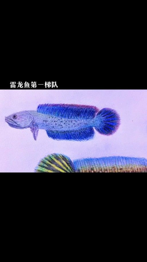 雷龍魚圖畫