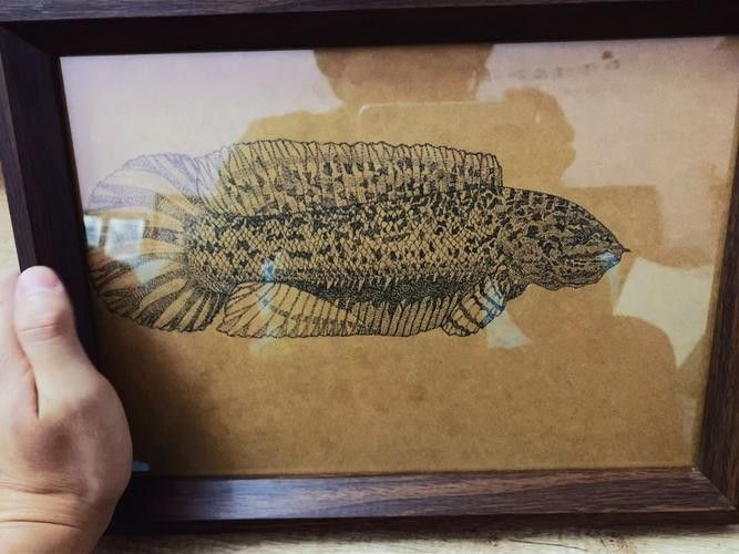 雷龍魚圖畫