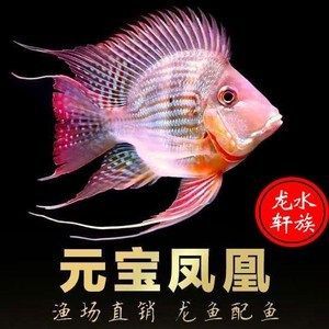 原生金龍魚：原生金龍魚是一種珍貴的淡水觀賞魚，原生金龍魚的保護名單附錄[需手動填充]
