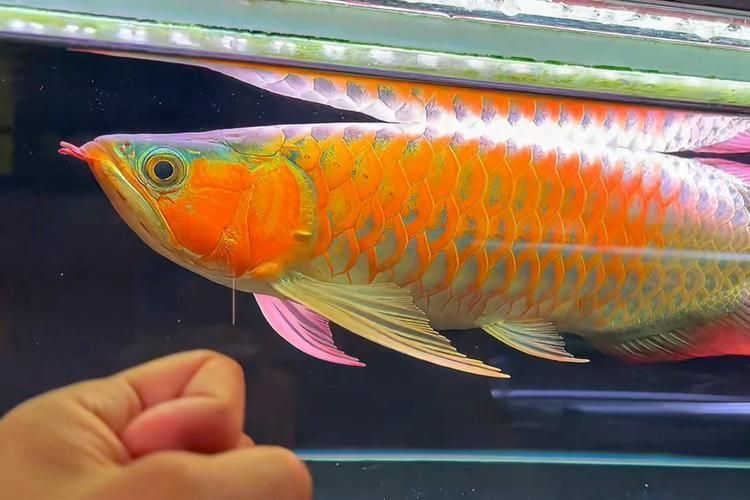 給我提供這三款紅龍的照片