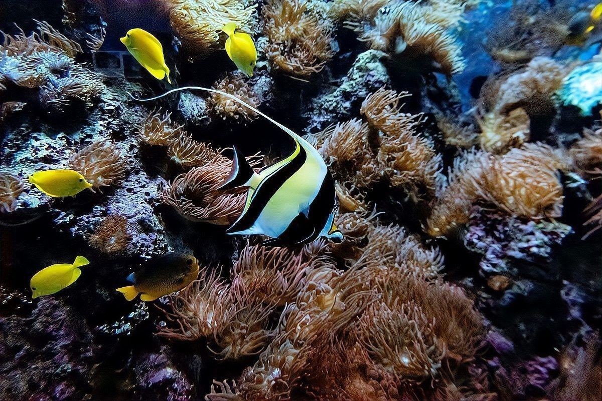 龍魚死亡后需要全部換水嗎？