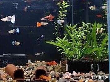 龍魚死亡后需要全部換水嗎？