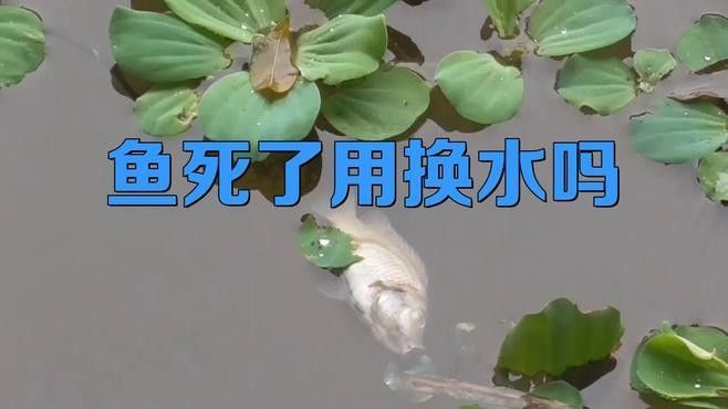 龍魚死亡后需要全部換水嗎？